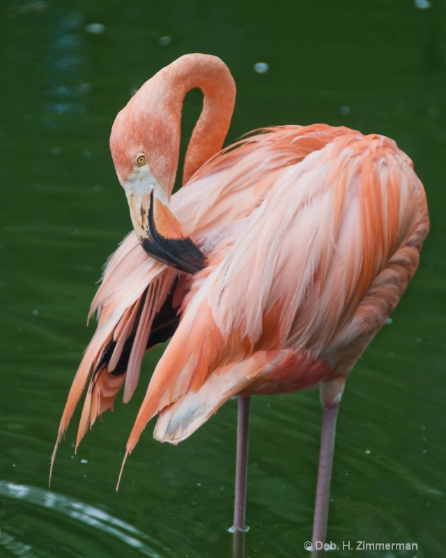 Pink Flamingo Grooming - ID: 11800302 © Deb. Hayes Zimmerman