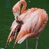 Pink Flamingo Grooming - ID: 11800302 © Deb. Hayes Zimmerman