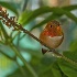 Rufus Hummingbird at Butterfly World - ID: 11800309 © Deb. Hayes Zimmerman