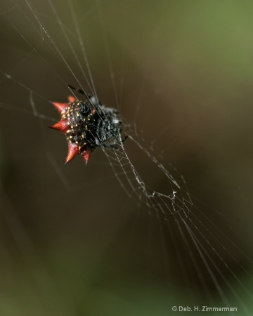 Spiny Orb Weaver Spider -gasteracantha cancriformi