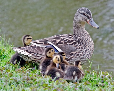 Mom and Ducklings