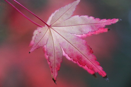 Echos from a pinkish leaf