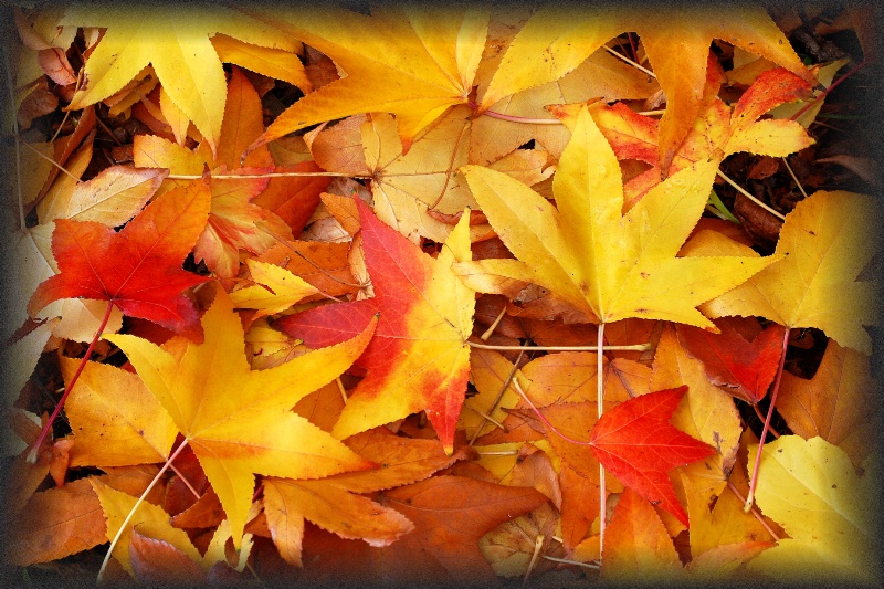 <b>+ Last Days of Autumn +</b><p>