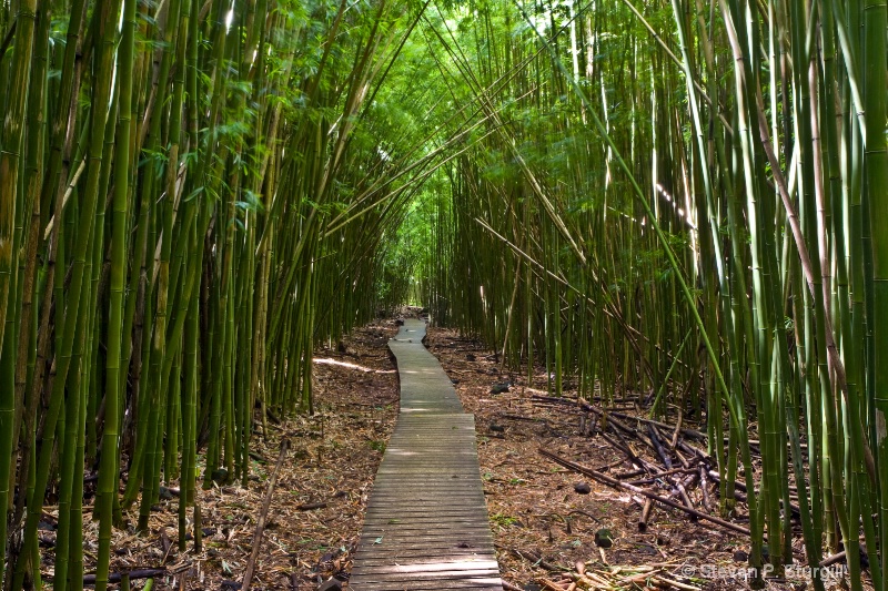 HI0029 Bamboo Forest - Haleakala National Park, HI