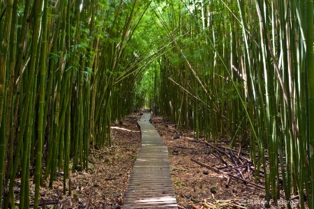 HI0029 Bamboo Forest - Haleakala National Park, HI