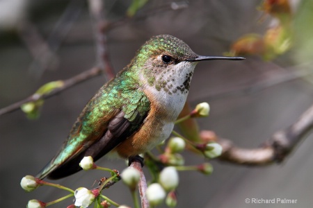 Hummingbird 8418