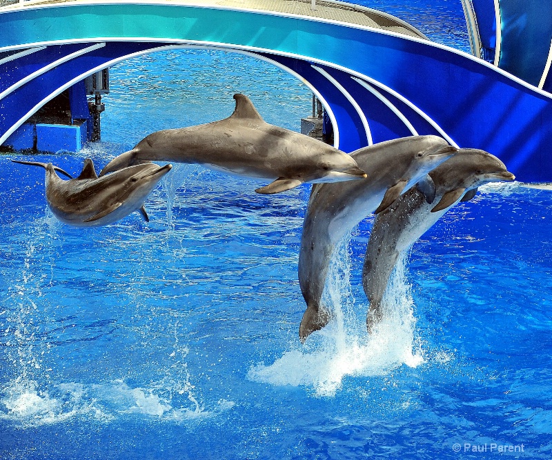 Sea World Dolphins - ID: 11805115 © paul parent