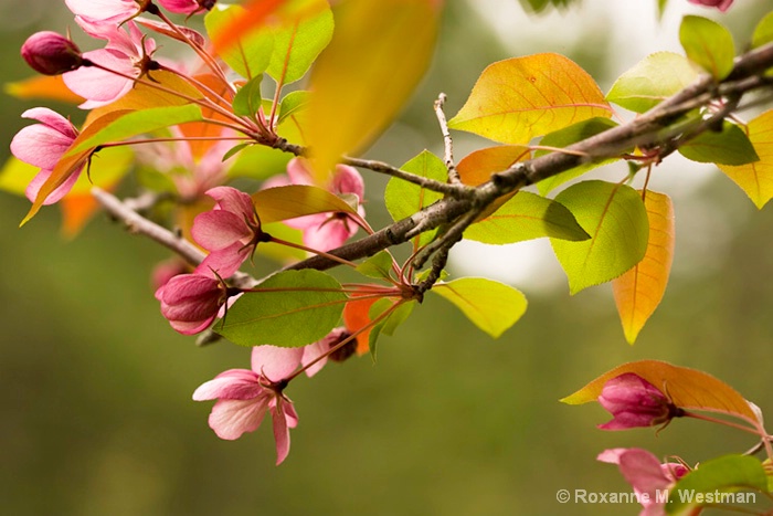 May apple blossums - ID: 11808240 © Roxanne M. Westman