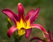 Lily Delight