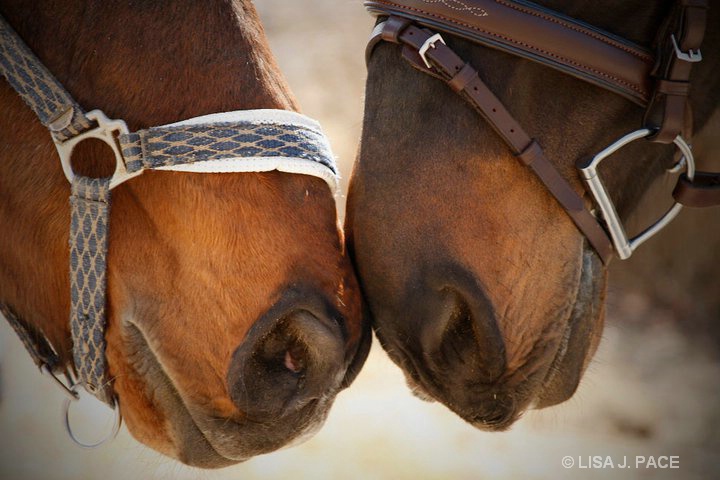 Horse Whispers