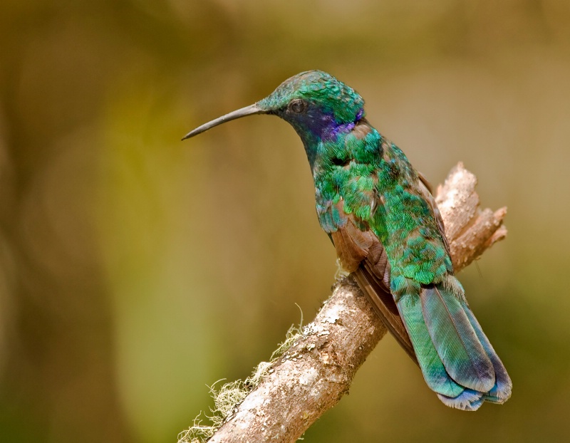 Old Hummingbird - ID: 11810751 © Joseph T. Pilonero