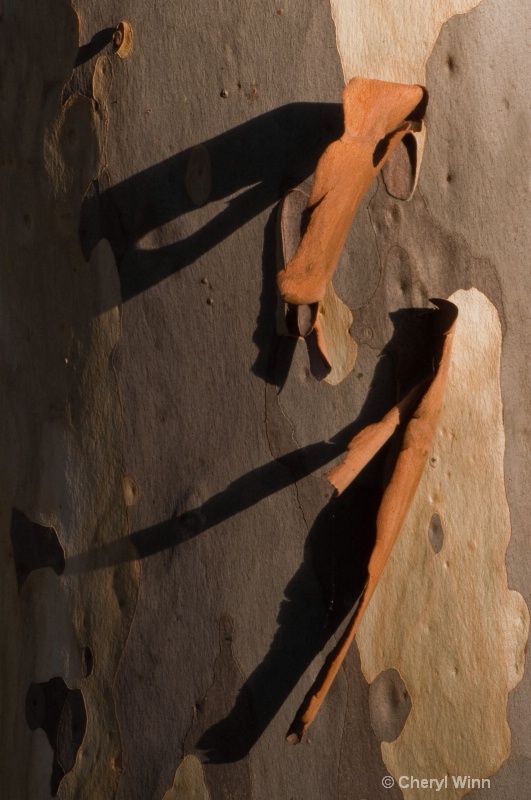 Spotted Gum Shadows