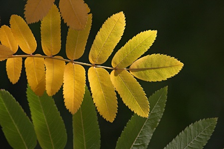 Rowan leaves #1: Yellow and green