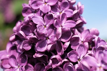 Lilac 2011 2