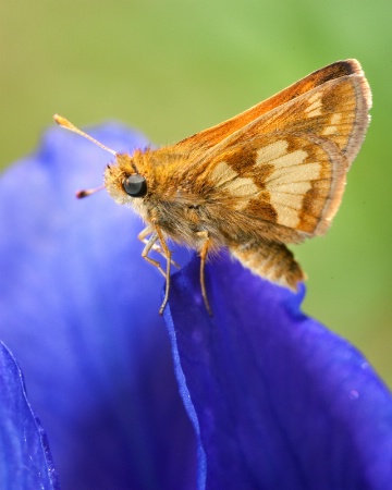 Moth on Iris
