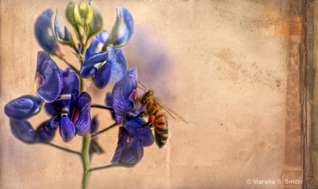 Bee and bluebonnet
