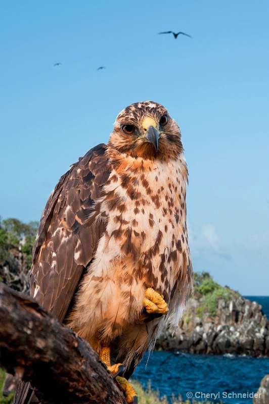Galapagos Hawk III