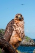 Galapagos Hawk II...