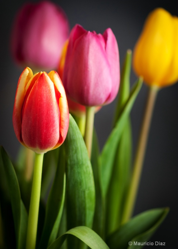 More Tulips - ID: 11816990 © Mauricio Diaz