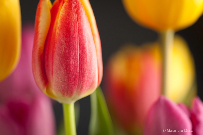 Tulips 3 - ID: 11816991 © Mauricio Diaz