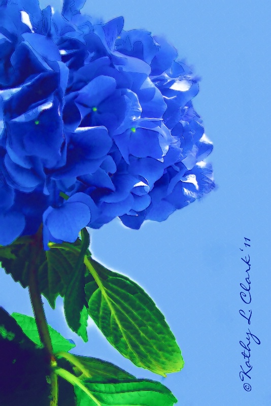 Southern Blue Hydrangea Watercolor