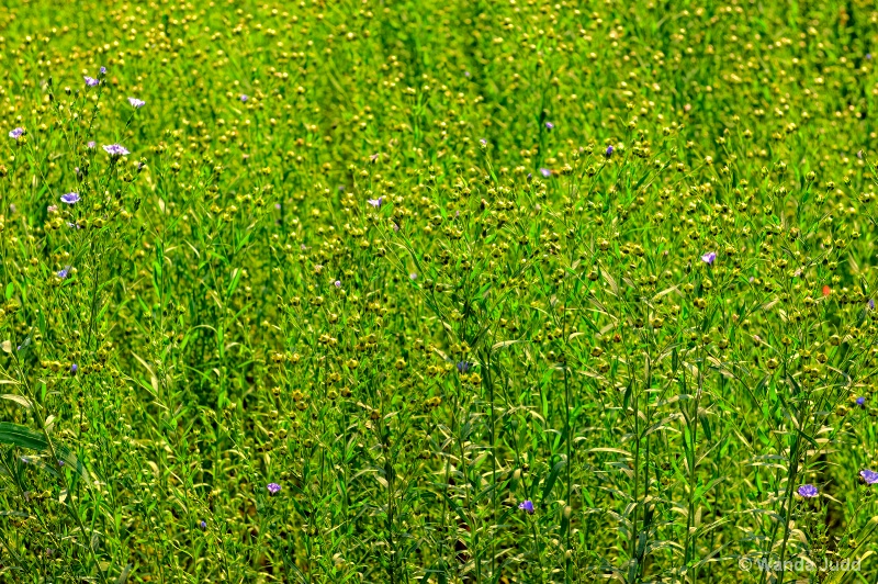 Field of Green...with a little purple thrown in... - ID: 11817858 © Wanda Judd