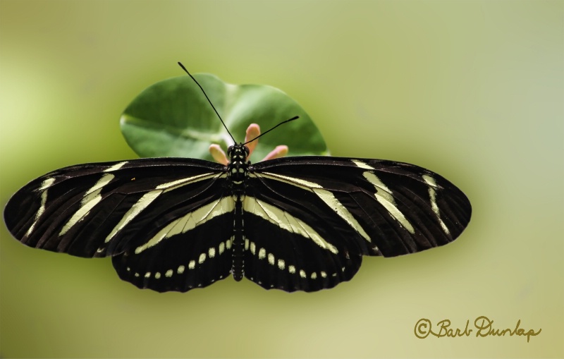 Zebra Heliconian Butterfly