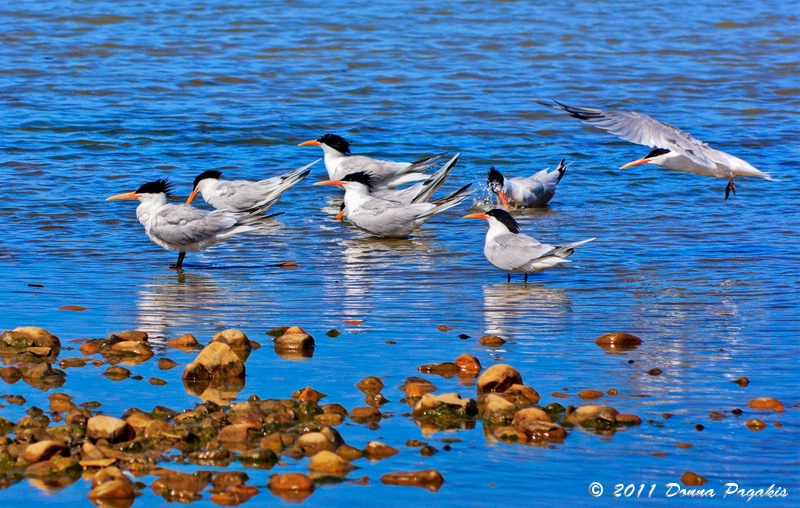 California Terns 
