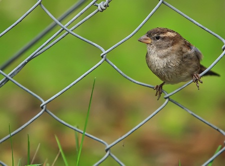 Birdie on a wire