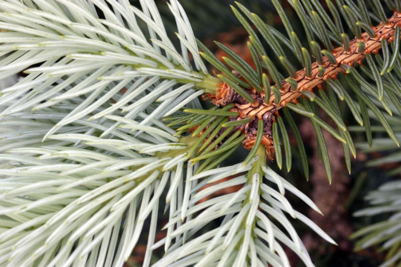 Natural Pine Scent