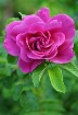 Century Rose