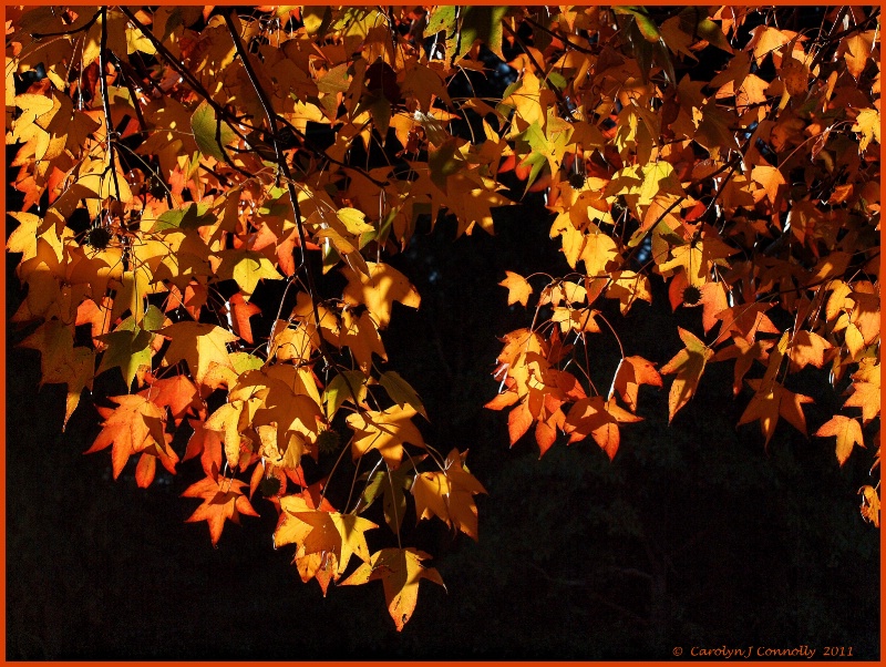 * Autumn's Splendour #8 *<p>