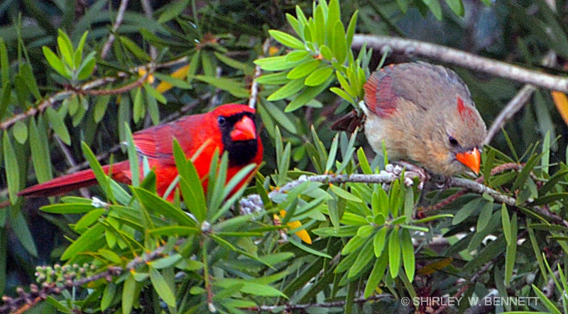 MALE AND FEMALE CARDINAL IN BOTTLE BRUSH TREE - ID: 11819751 © SHIRLEY MARGUERITE W. BENNETT