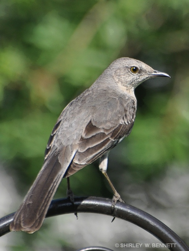 MY PERCH - ID: 11819771 © SHIRLEY MARGUERITE W. BENNETT