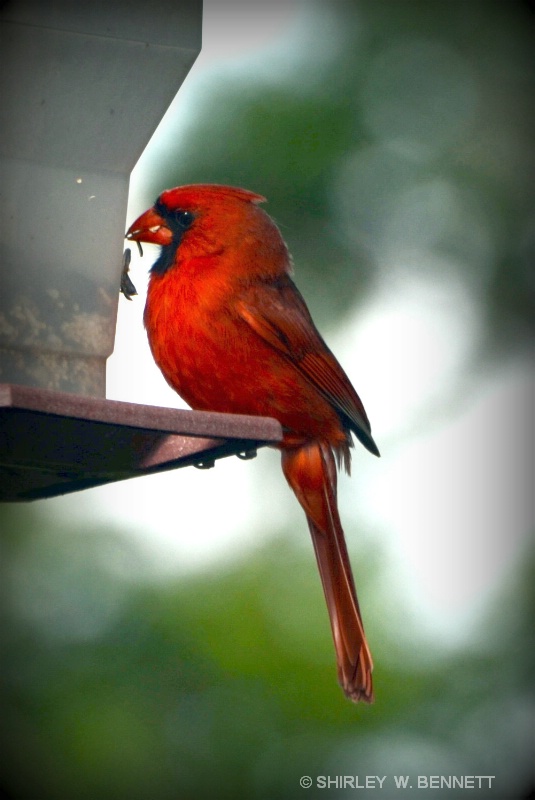 CARDINAL - ID: 11819773 © SHIRLEY MARGUERITE W. BENNETT