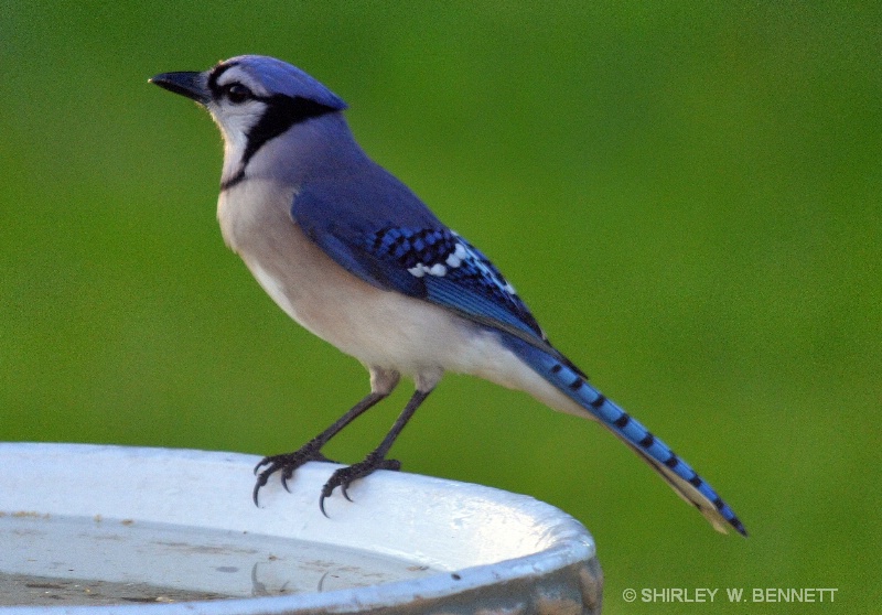 blue jay on bird bath - ID: 11819826 © SHIRLEY MARGUERITE W. BENNETT