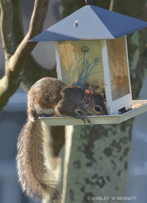 AND NOW, A SQUIRREL INVADES BIRD FEEDER - ID: 11819830 © SHIRLEY MARGUERITE W. BENNETT