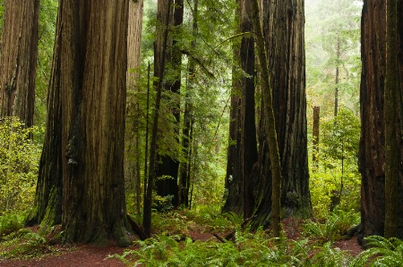 Redwoods in the rain 2970