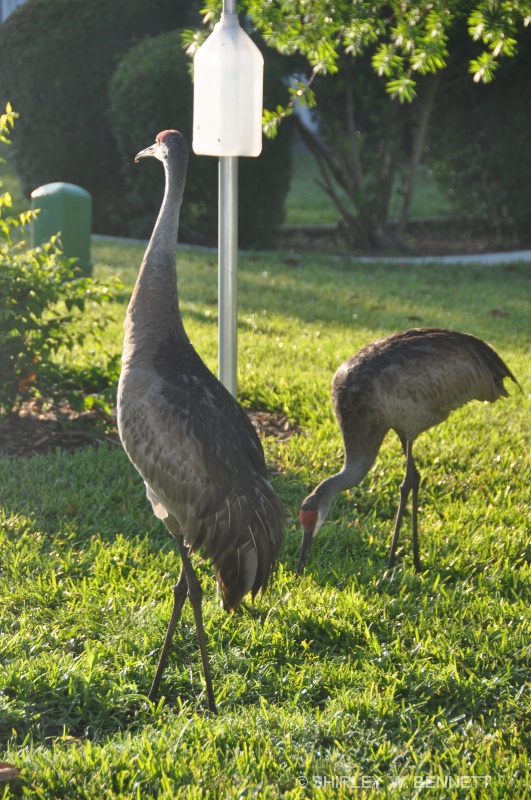 SANDHILL CRANES AT BIRD FEEDER - ID: 11819833 © SHIRLEY MARGUERITE W. BENNETT