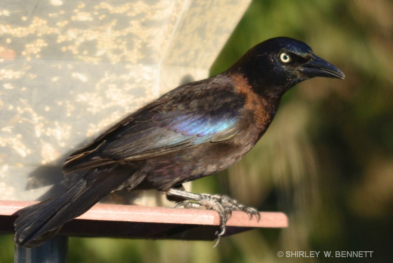 BLACKBIRD - ID: 11819834 © SHIRLEY MARGUERITE W. BENNETT
