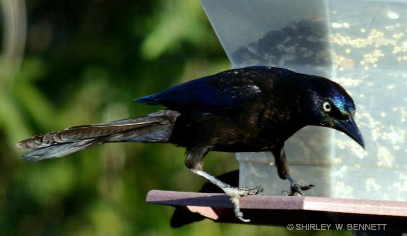 BLACK BIRD ON FEEDER - ID: 11819835 © SHIRLEY MARGUERITE W. BENNETT
