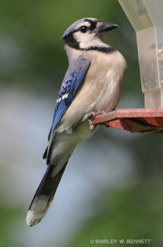 BLUE JAY - ID: 11819838 © SHIRLEY MARGUERITE W. BENNETT