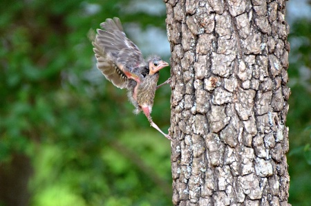 Learning to fly