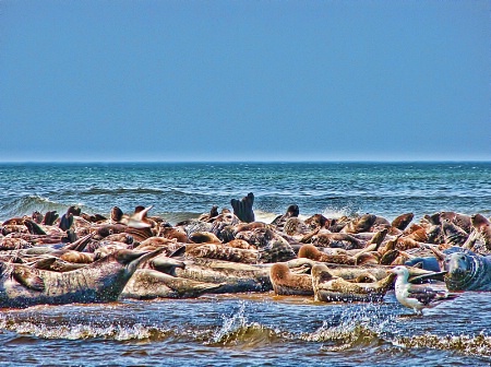 Seals Of Truro, MA