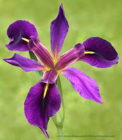 Iris