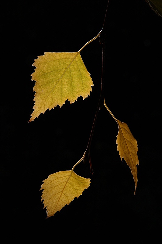 Three birch leaves