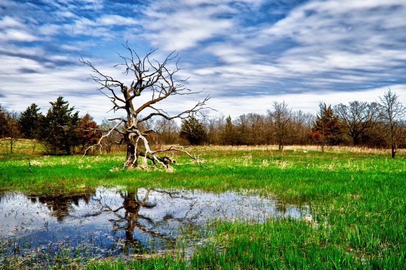 Dead tree & reflection