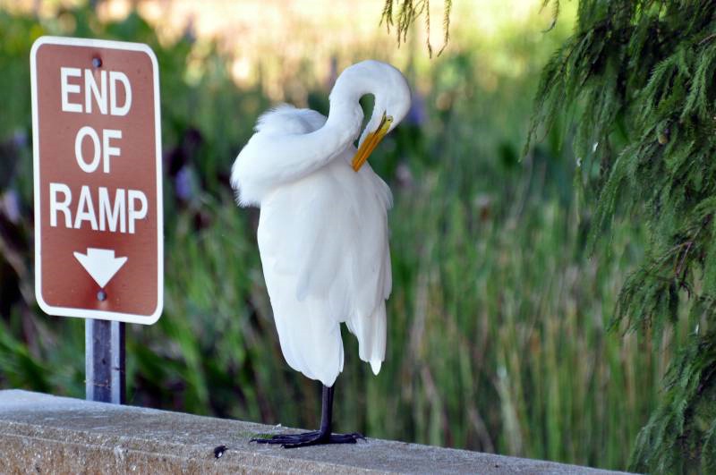 Egret