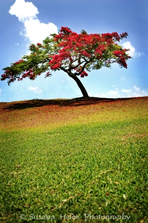 Lone Tree