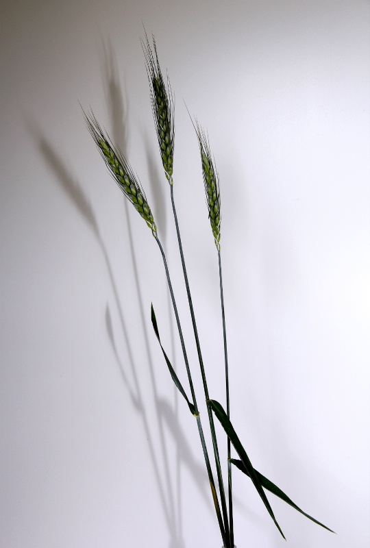 Wheat wands (1)